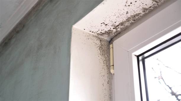 Best Crawl Space Mold Removal  in Shenandoah, IA