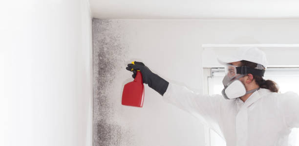Best Emergency Mold Removal  in Shenandoah, IA