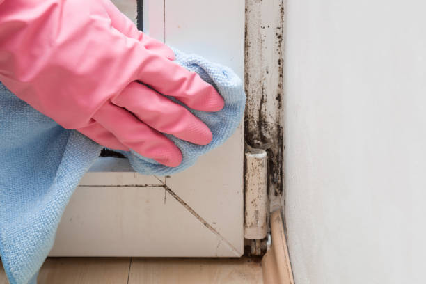 Best Commercial Mold Removal  in Shenandoah, IA